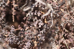 Pellaea andromedifolia