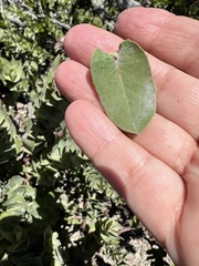 Arctostaphylos pallida