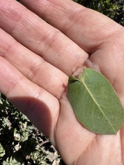 Arctostaphylos pallida