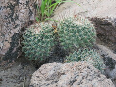 Mammillaria petrophila