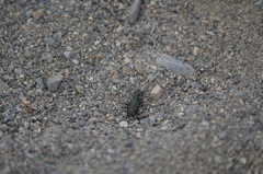Cicindela oregona