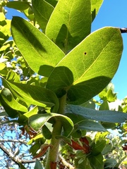 Arctostaphylos pallida