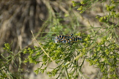 Dactylotum bicolor