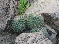Mammillaria petrophila