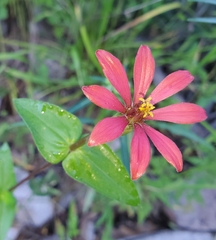 Zinnia peruviana