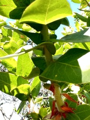 Arctostaphylos pallida
