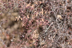 Pellaea andromedifolia