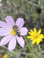 Acmaeodera decipiens