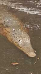 Crocodylus acutus