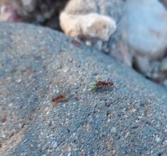 Acromyrmex versicolor