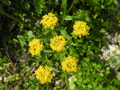 Leiotulus aureus
