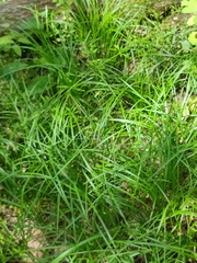 Carex michelii