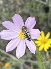 Acmaeodera decipiens