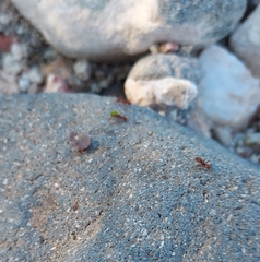 Acromyrmex versicolor