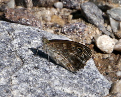 Lasiommata