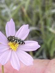 Acmaeodera decipiens