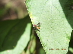 Ocyptamus antiphates