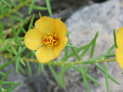 Portulaca