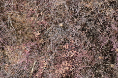 Pellaea andromedifolia