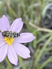 Acmaeodera decipiens