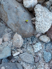 Acromyrmex versicolor