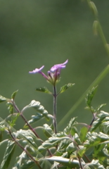 Glandularia canadensis