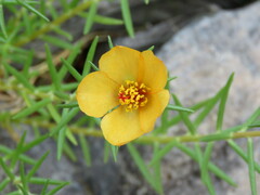 Portulaca