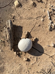 Lycoperdon utriforme