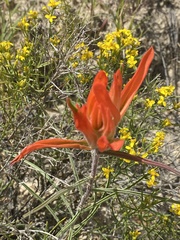 Castilleja integra