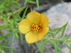 Portulaca
