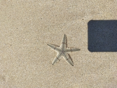 Astropecten