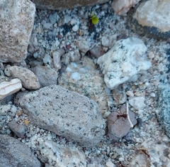 Acromyrmex versicolor