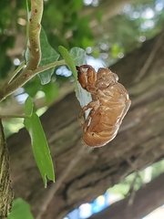 Neotibicen latifasciatus