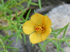 Portulaca