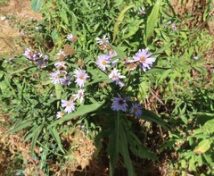 Symphyotrichum chilense