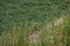 Glandularia canadensis