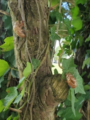 Neotibicen latifasciatus