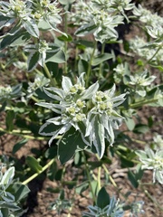 Euphorbia marginata