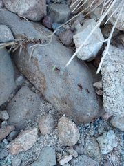 Acromyrmex versicolor