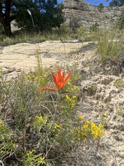 Castilleja integra