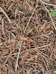 Neotibicen latifasciatus