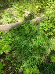 Carex michelii
