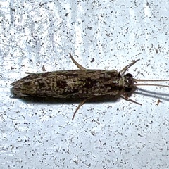 Hydropsychoidea