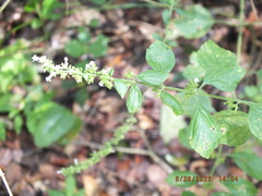 Hyptis mutabilis