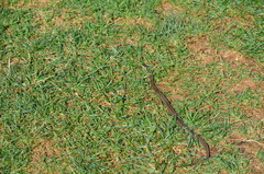 Thamnophis ordinoides