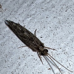 Hydropsychoidea