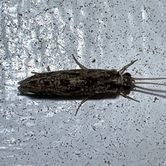 Hydropsychoidea