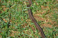 Thamnophis ordinoides