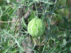 Ibervillea sonorae