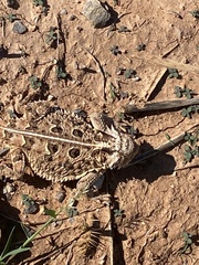 Phrynosoma cornutum